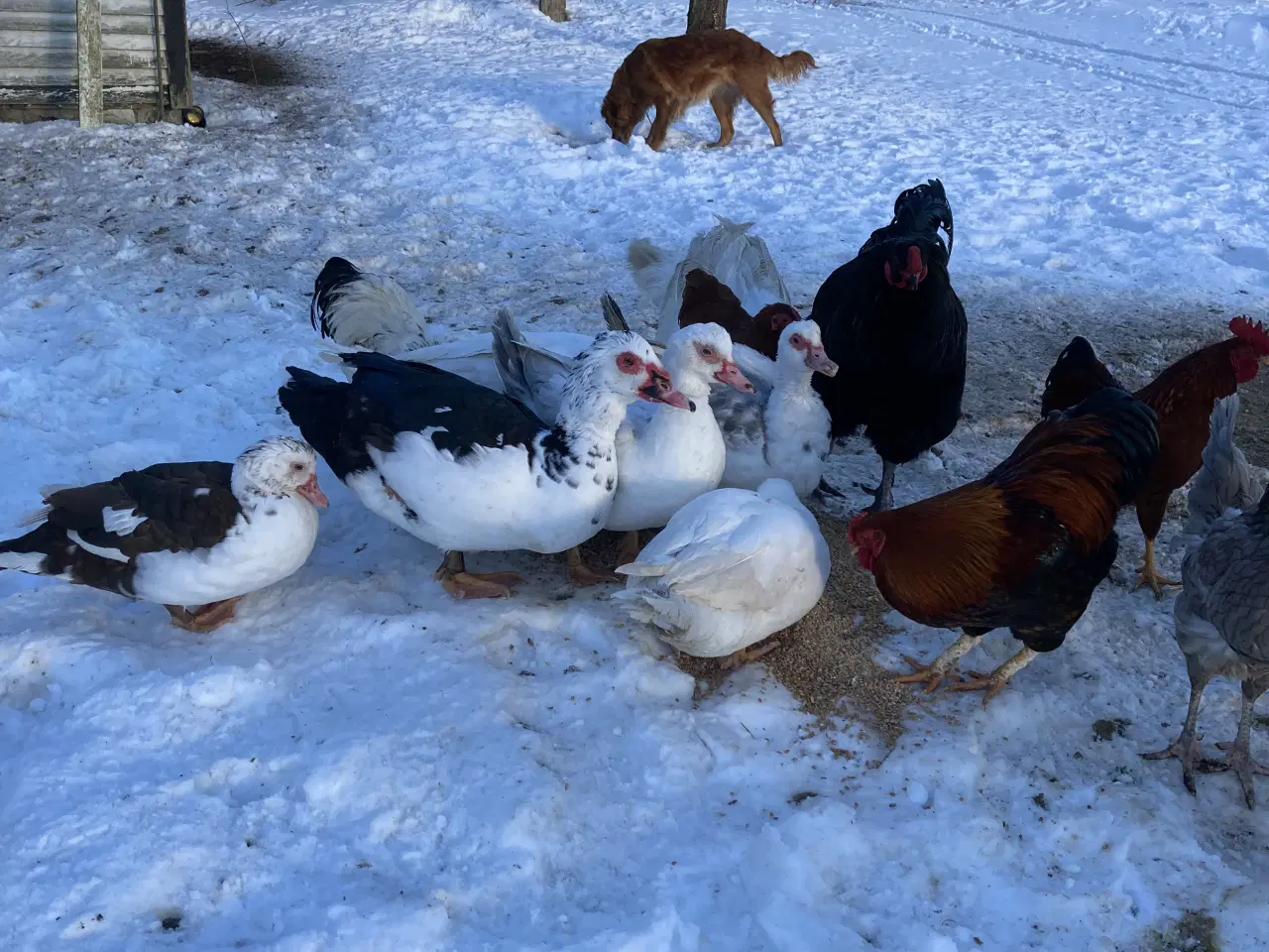 Billede 1 - Moskusænder sælges