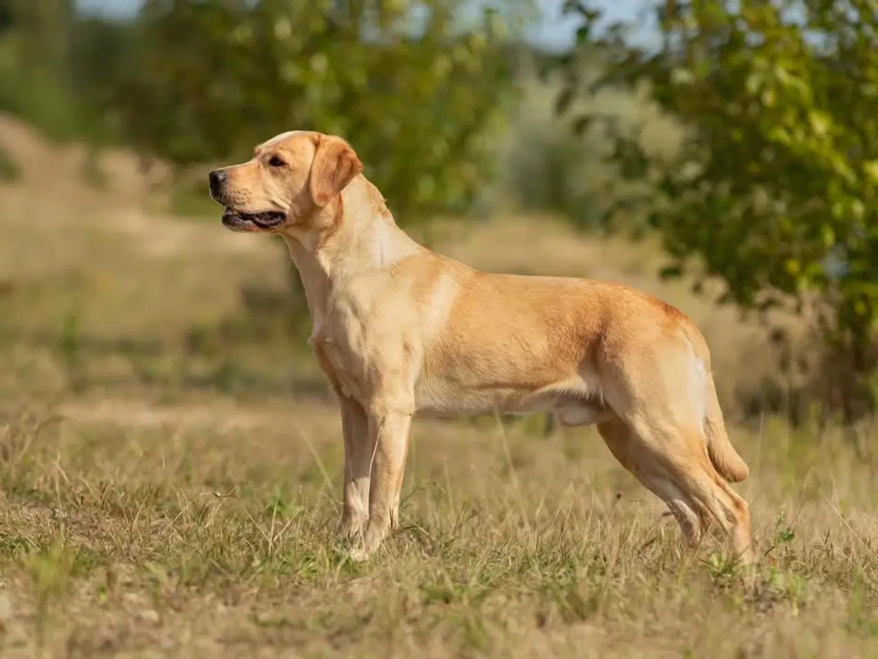 Billede 3 - Labrador