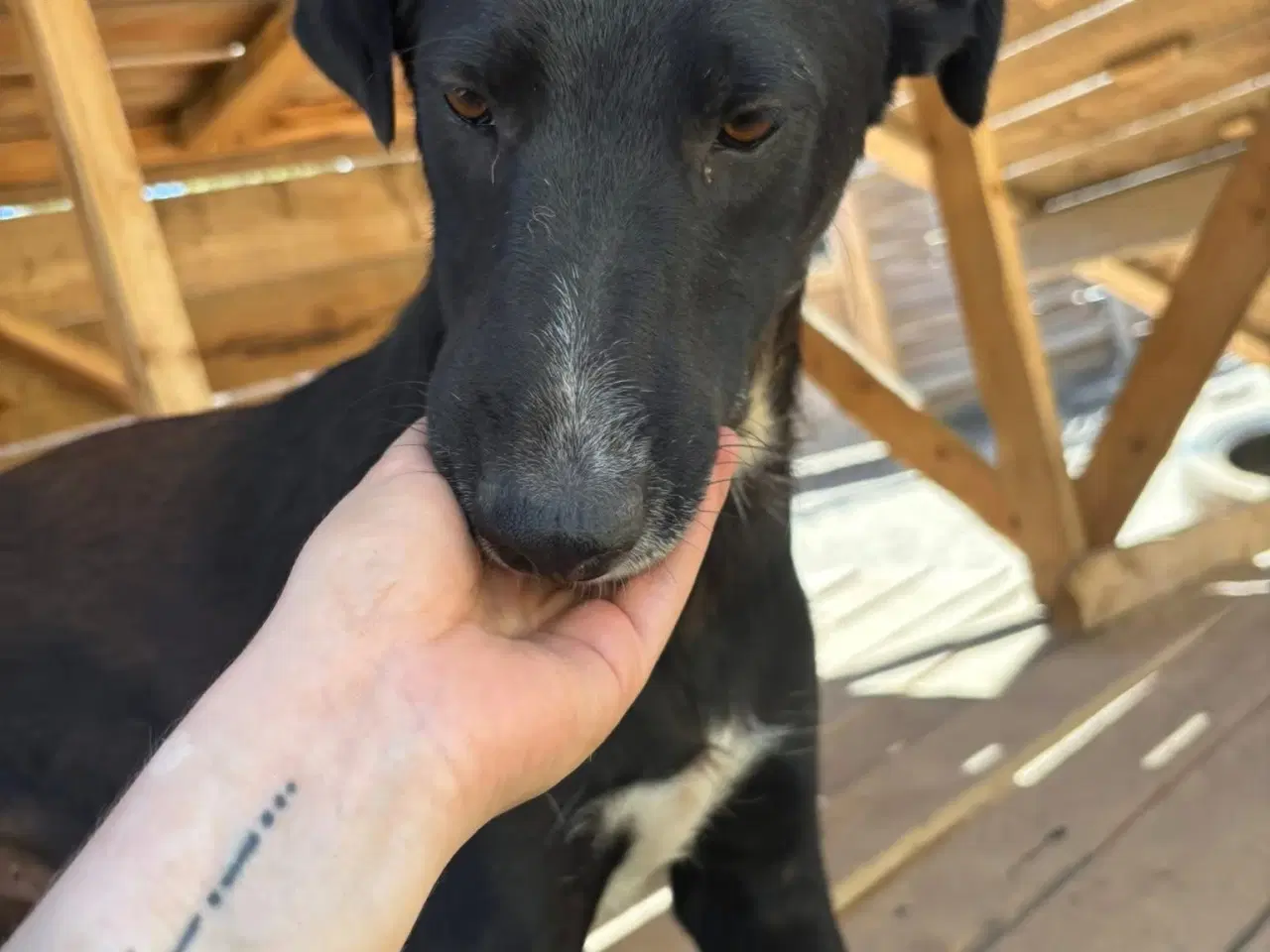 Billede 5 - Gadehunden Milio søger sin helt egen familie❤️