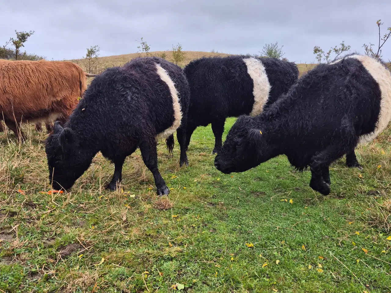 Billede 1 - Galloway - 3 køer + 2 kalve 