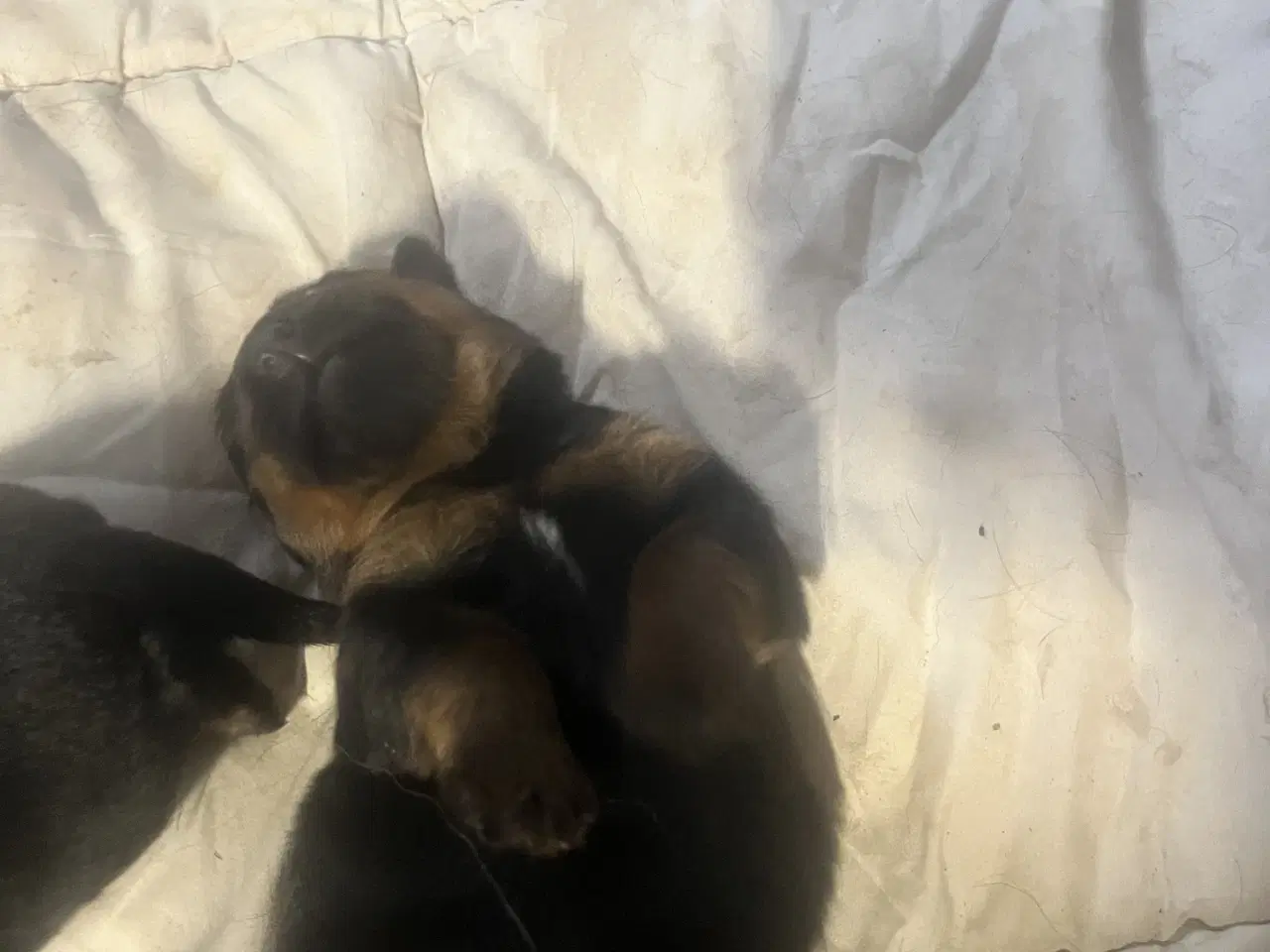 Billede 2 - Skønne hvalpe