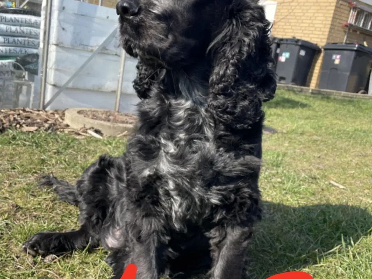 Billede 5 - Lækre Cocker Spaniels 