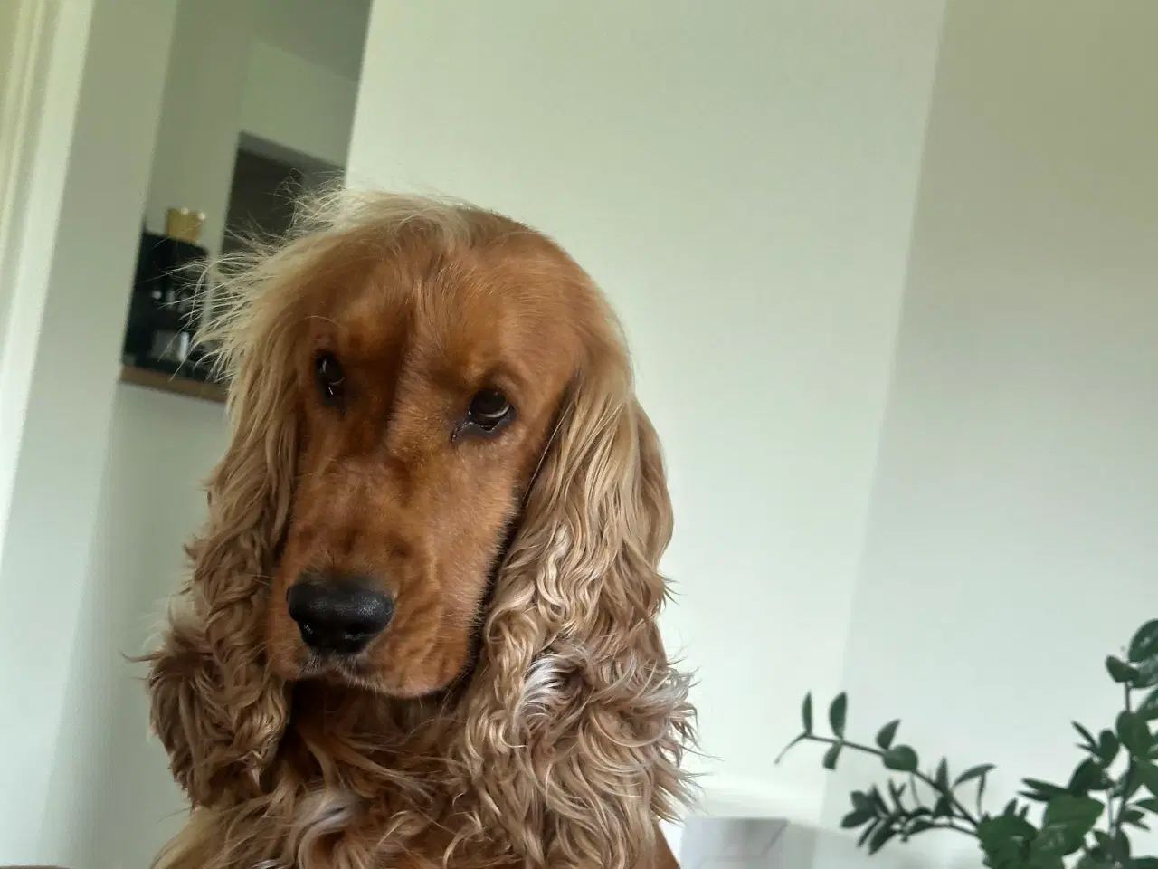 Billede 1 - Cocker spaniel