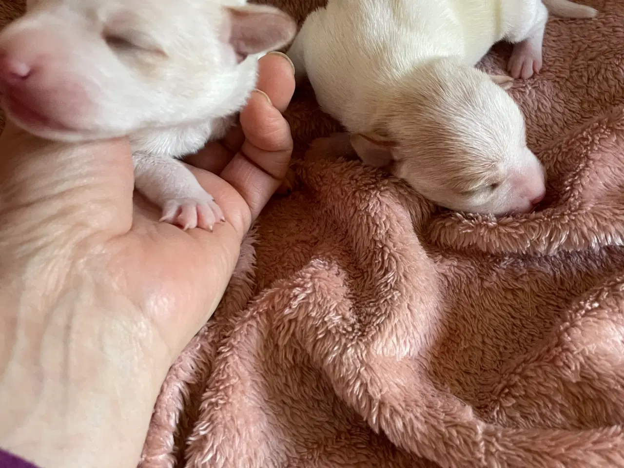 Billede 9 - Dansksvensk gårdhunde hvalpe 