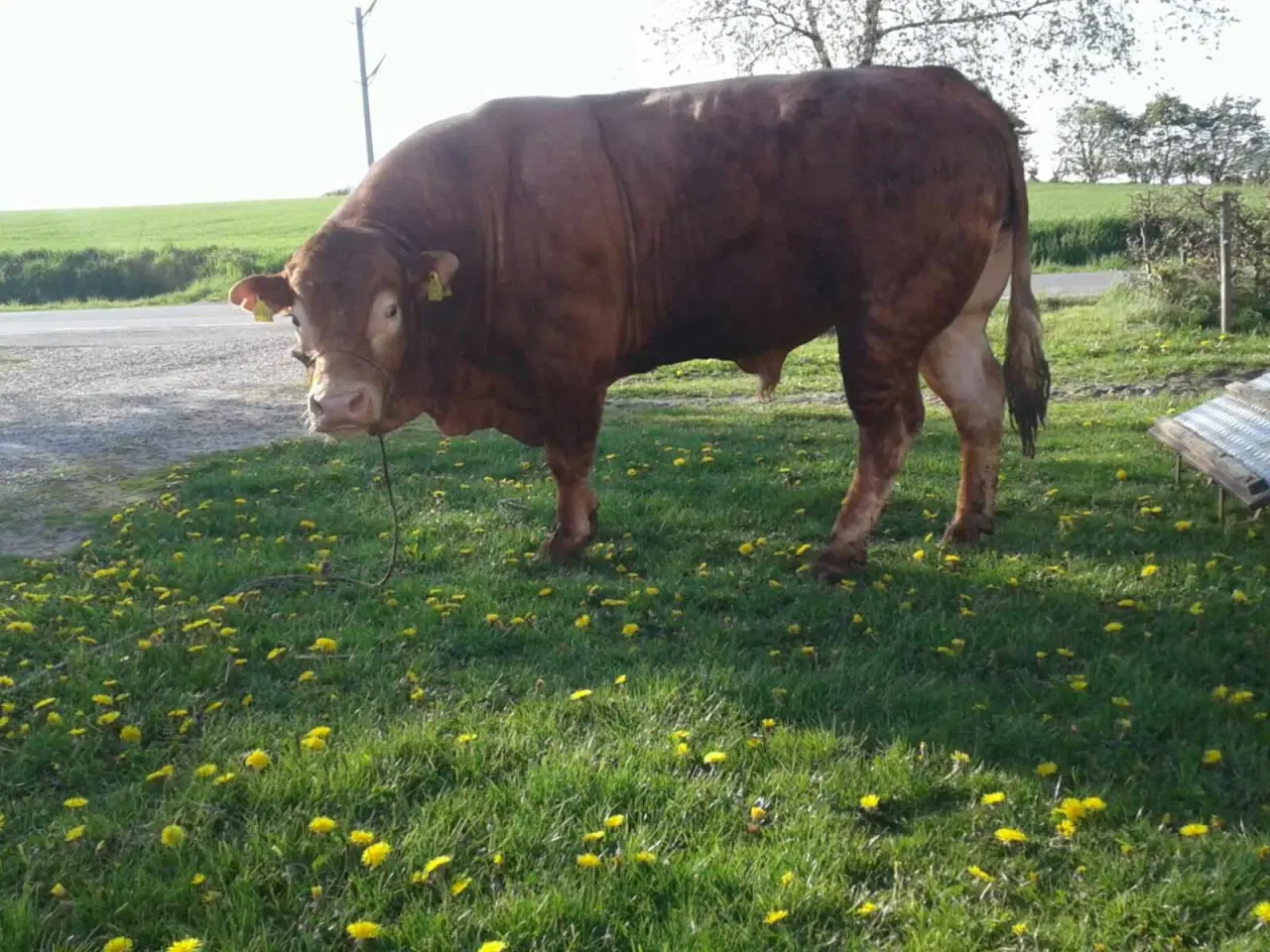 Billede 3 - Avls og løbetyre udlejes 