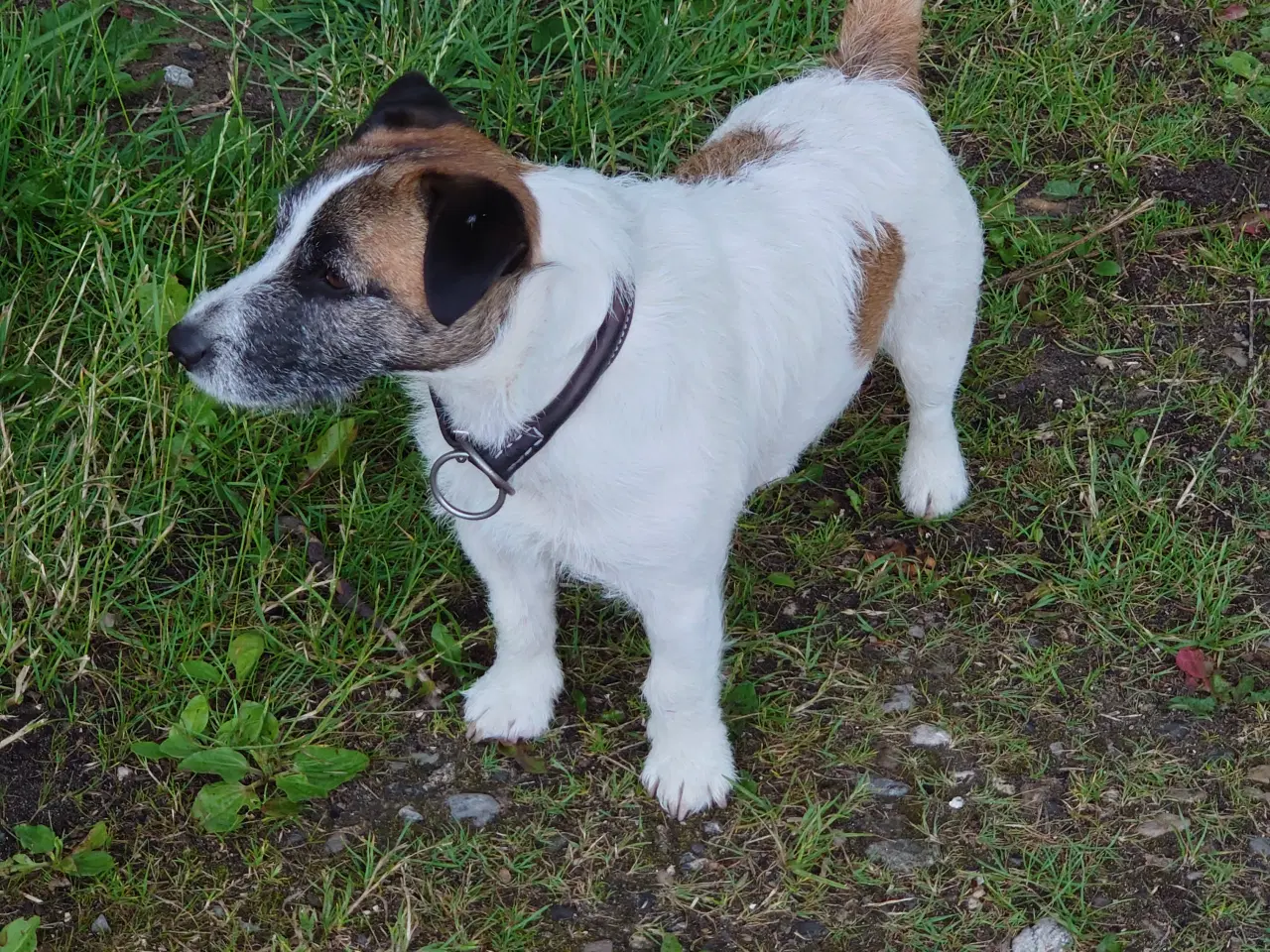 Billede 10 - Jack Russell hvalpe (kort benet type)