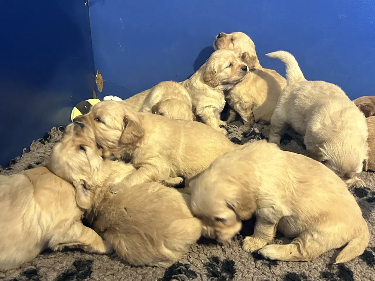 Billede 10 - Skønne Golden Retriever 