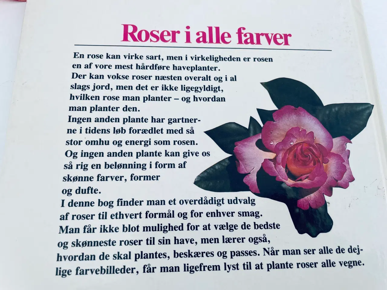 Billede 5 - Roser i alle farver 