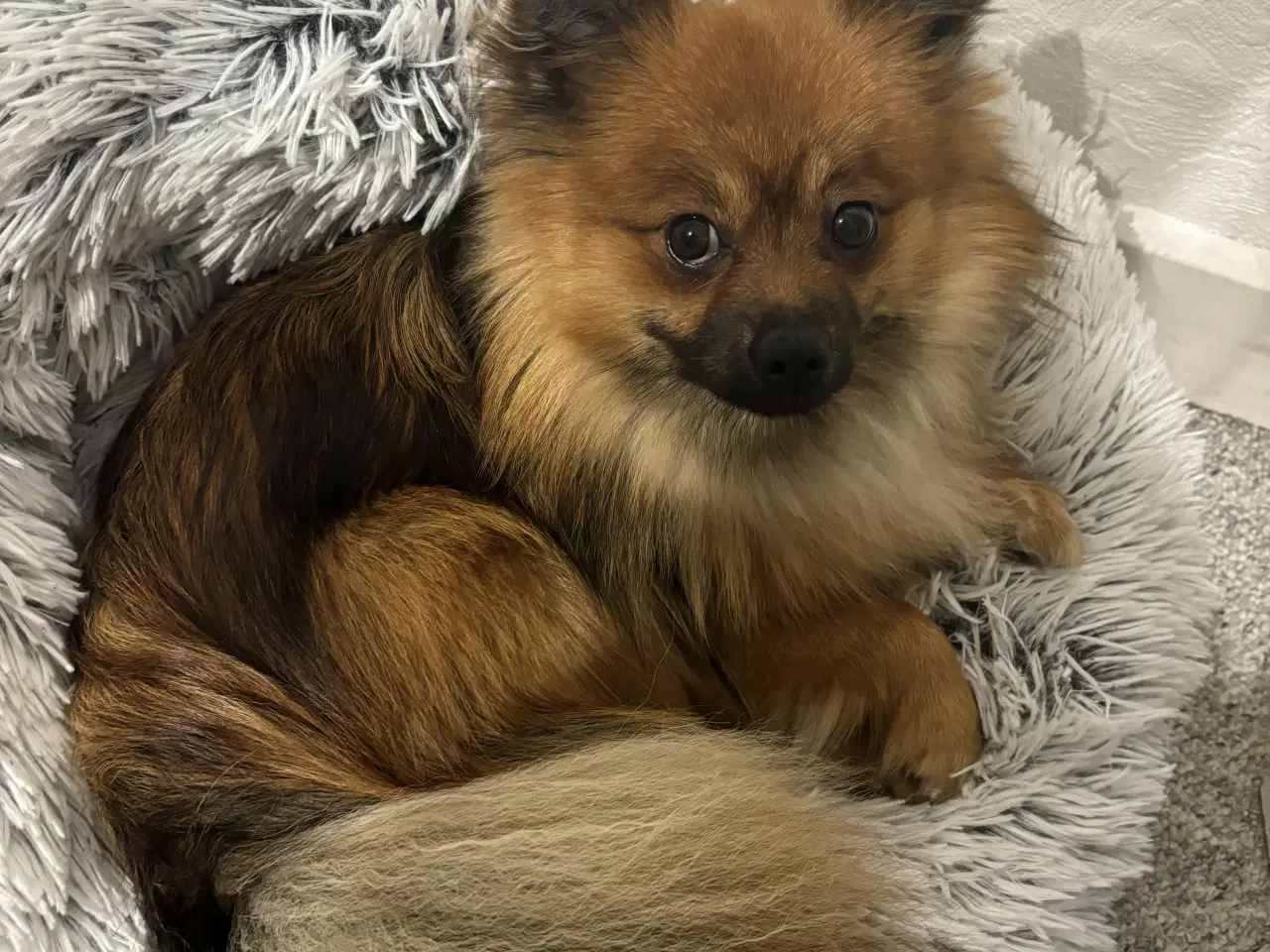 Billede 1 - Walter – Pomeranian han tilbydes til avl