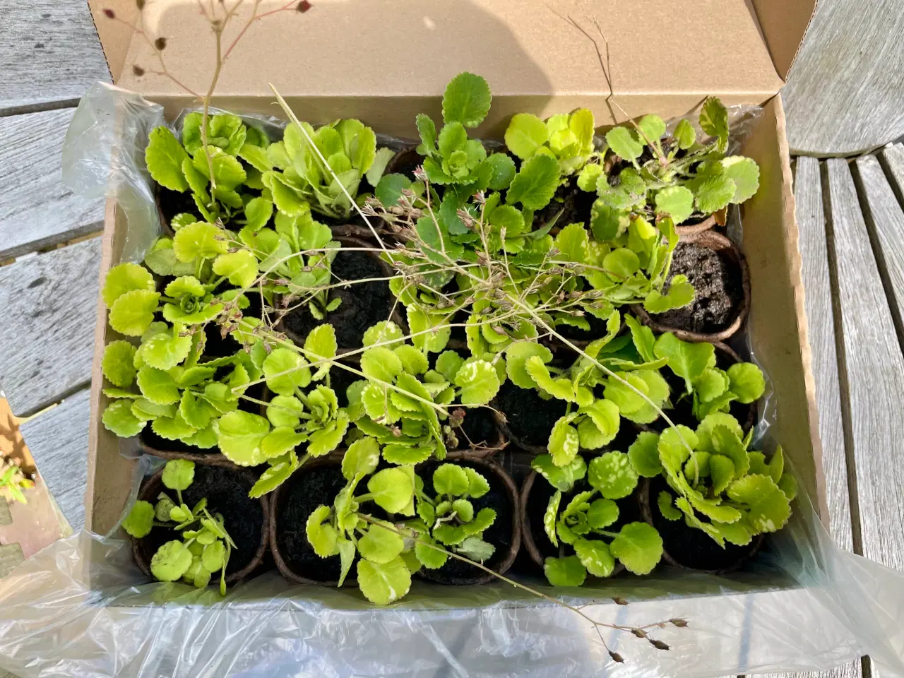 Billede 3 - Staude Porcelænsblomst Saxifraga urbium, 20 stk.