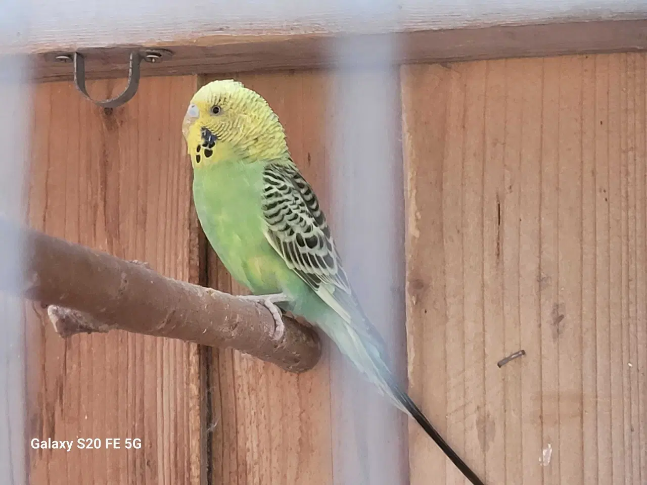 Billede 2 - Fine Australske Undulater 