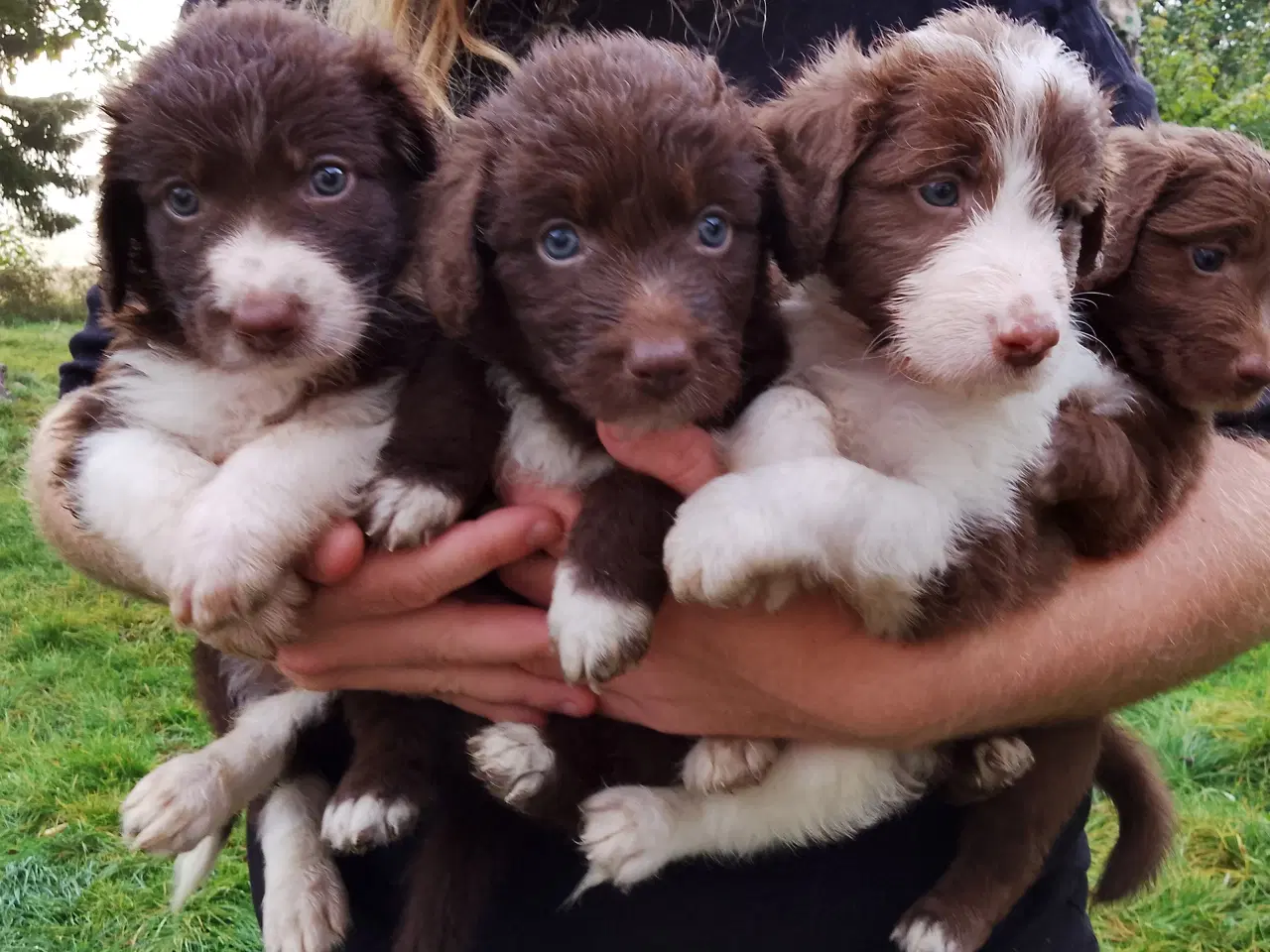 Billede 2 - Aussie doodle hvalpe 