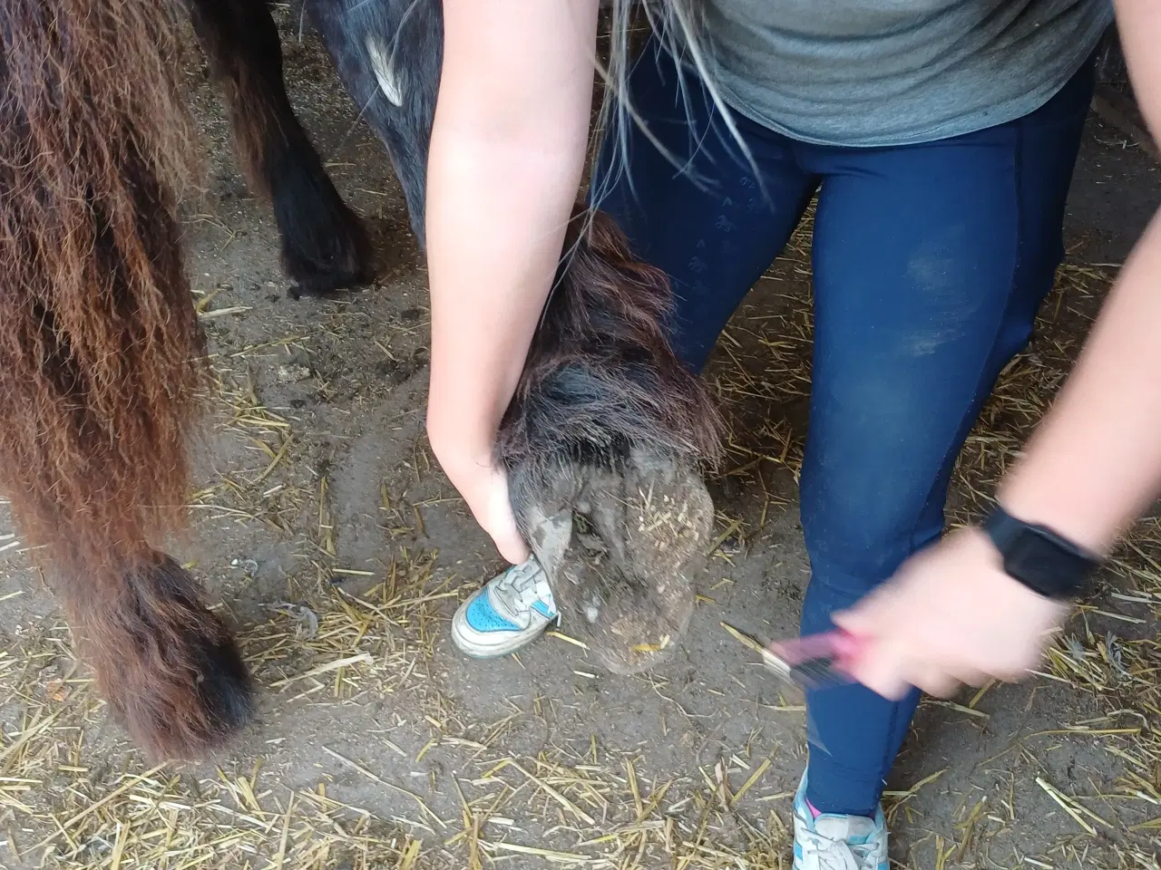 Billede 14 - 1 årig Jyskhest hingst sælges