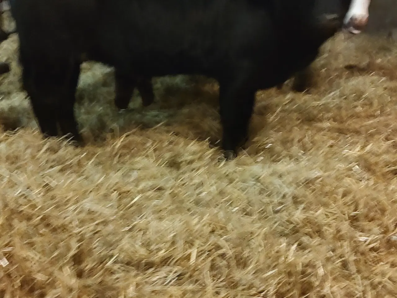 Billede 3 - Kødkvægskalve