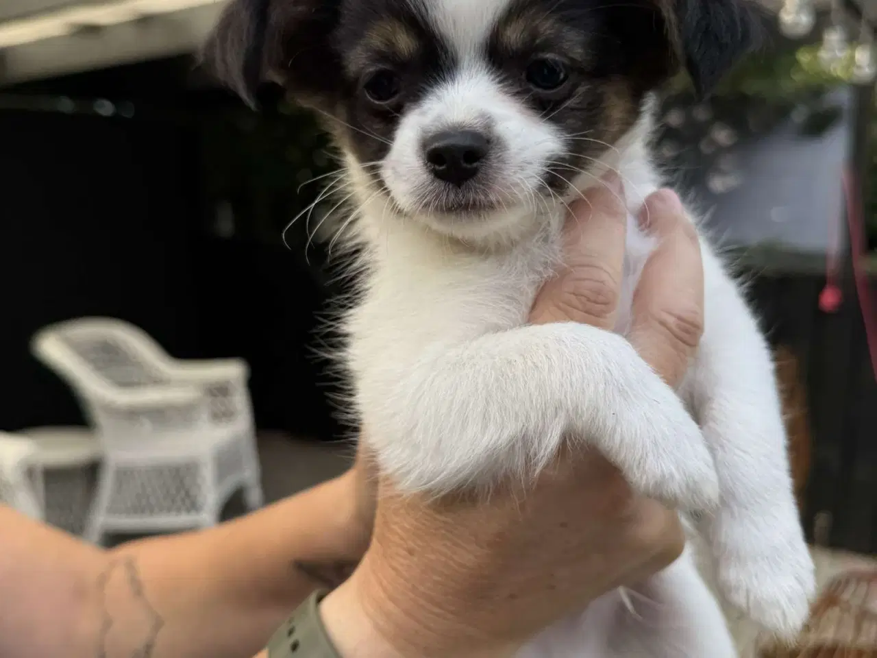 Billede 3 - Chihuahua hvalpe 