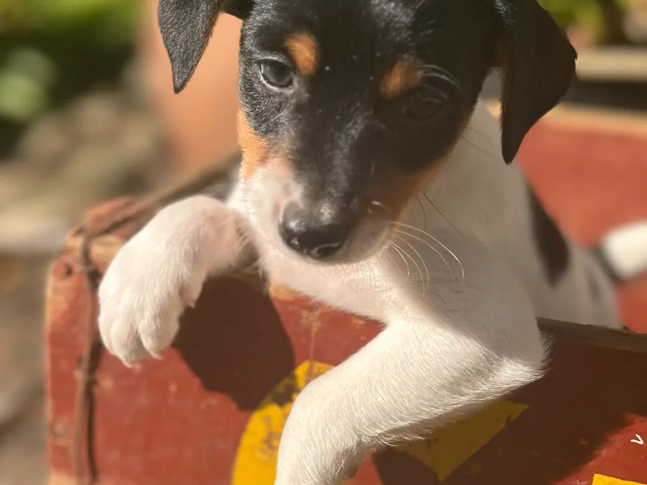 Billede 3 - Dansksvensk Gårdhund hvalpe