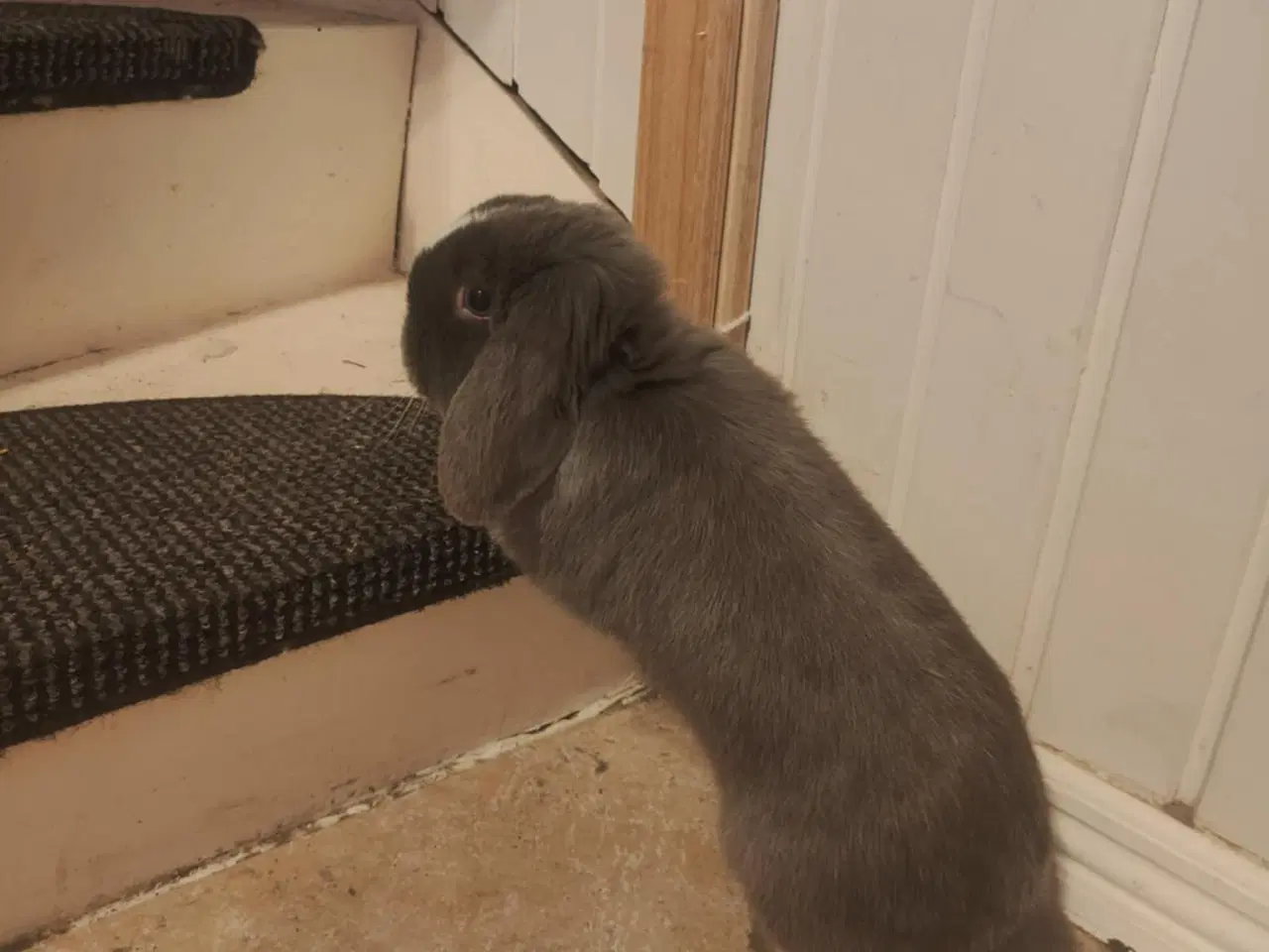 Billede 1 - MiniLoop super tam (haster!)