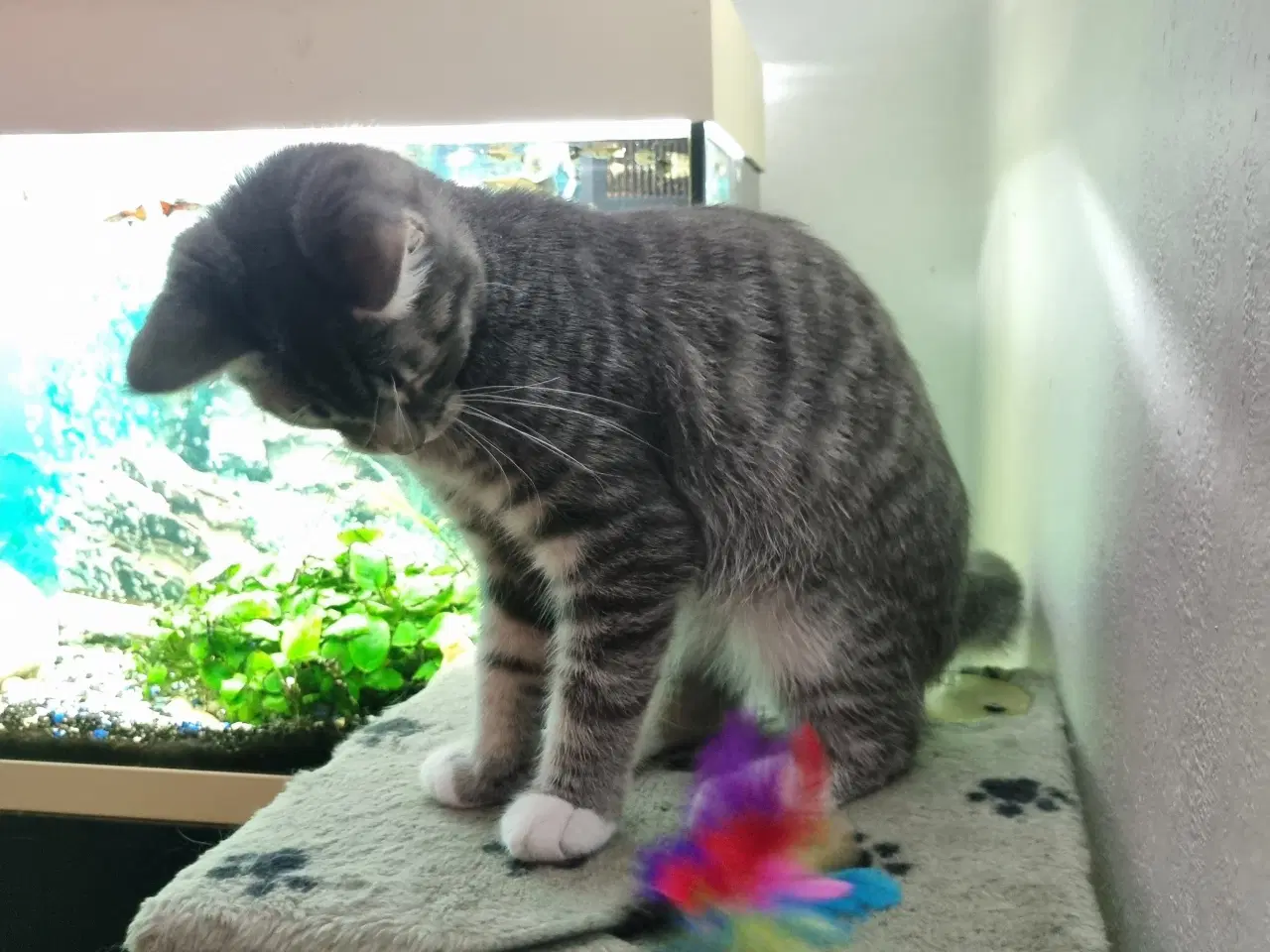 Billede 2 - Maine Coon blandingskilling søger nyt hjem.