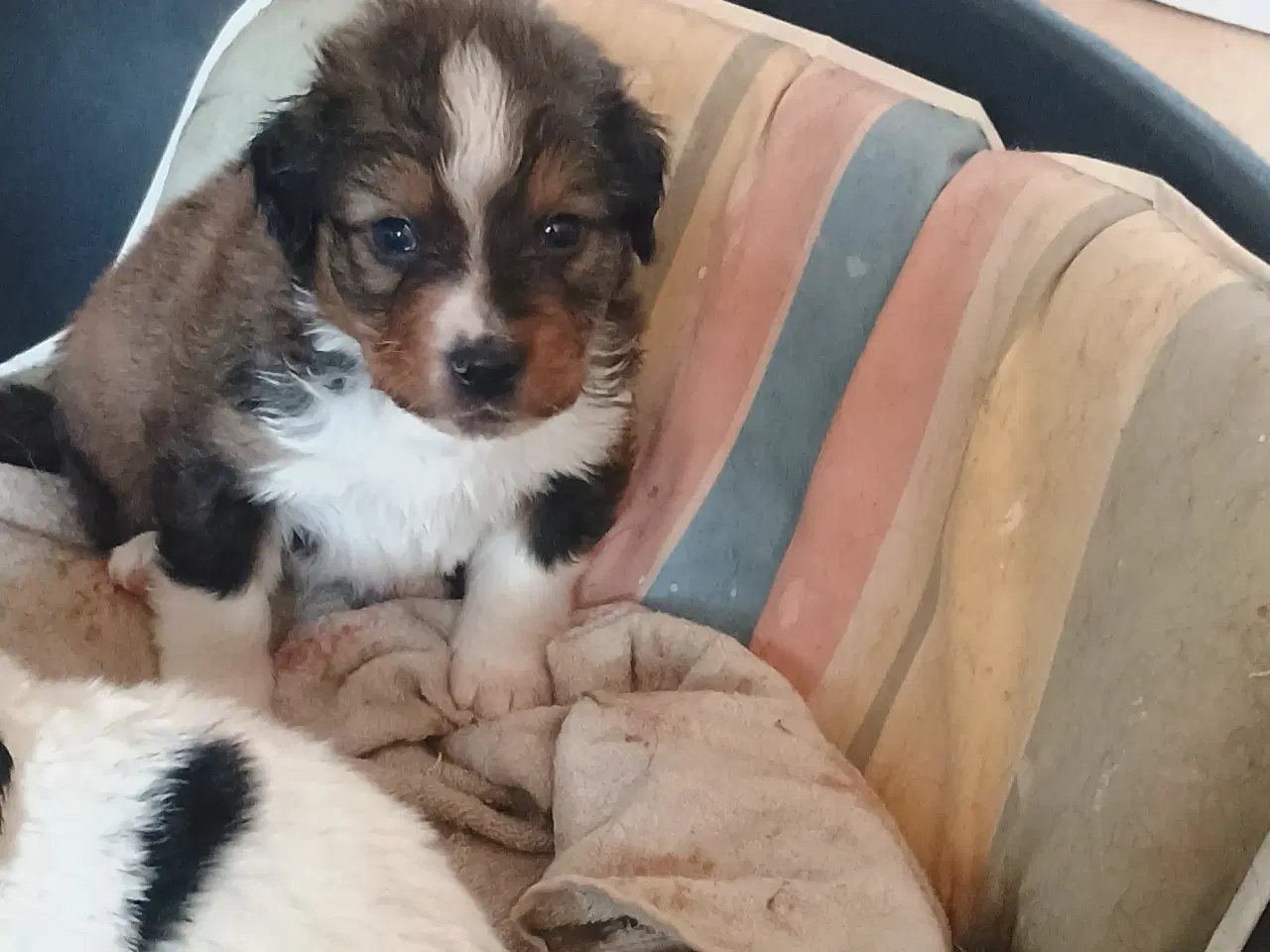 Billede 7 - Cocker Spaniel 