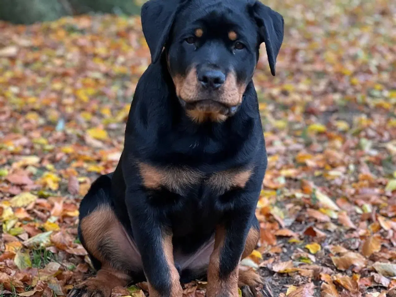 Billede 9 - Rottweiler hvalpe 