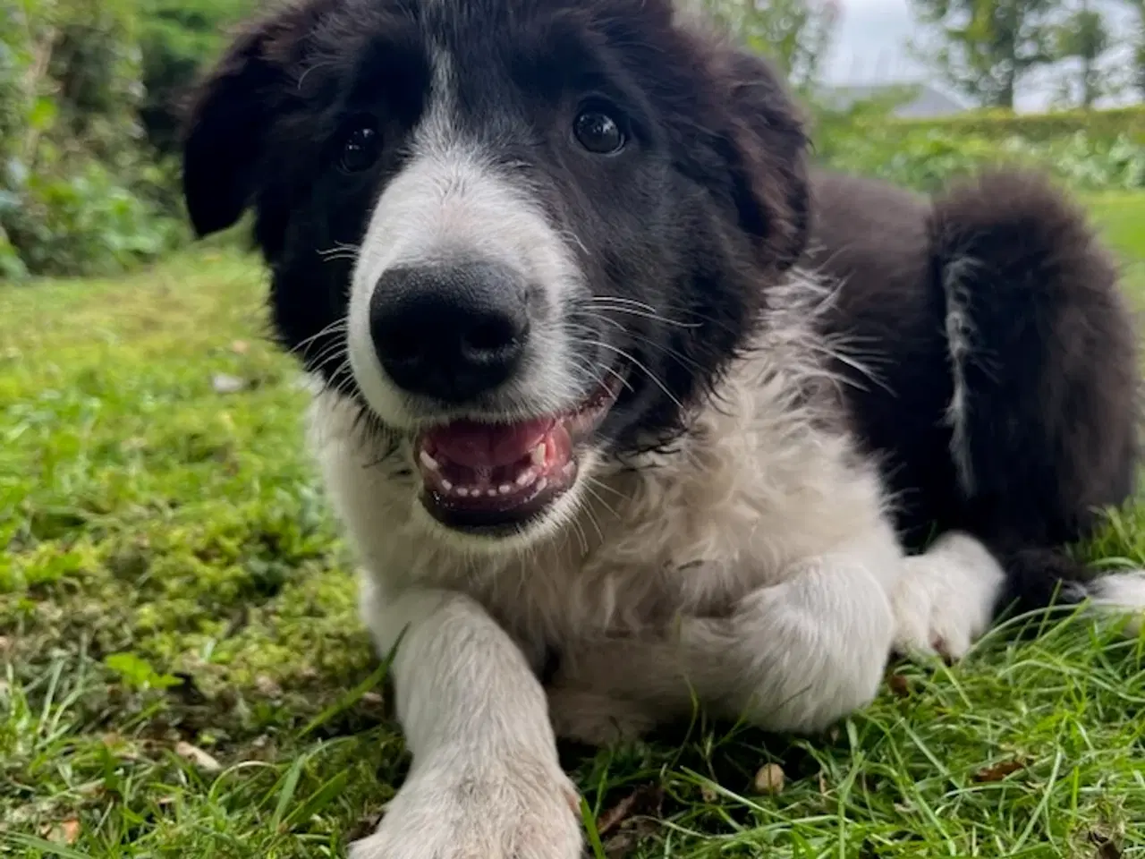 Billede 2 - Border Collie hvalpe