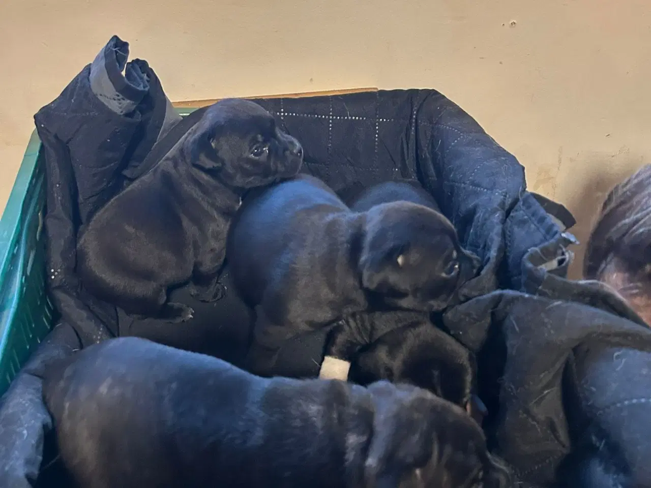 Billede 4 - Staffordshire Bull Terrier