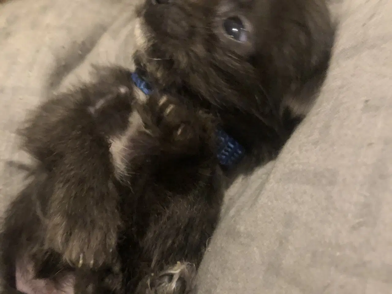 Billede 10 - Shih Tzu/ Chihuahua blanding piger