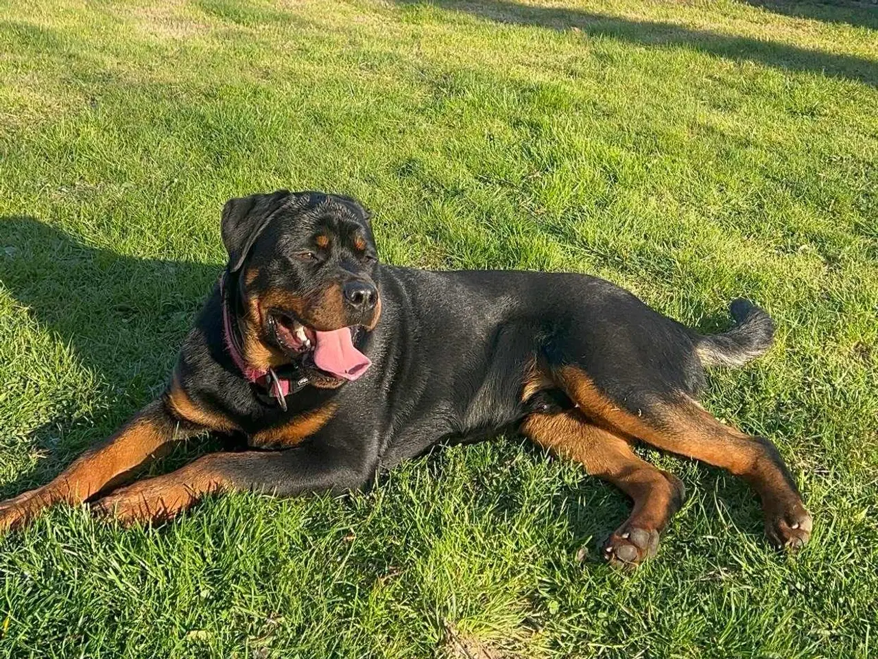 Billede 11 - Rottweiler han 