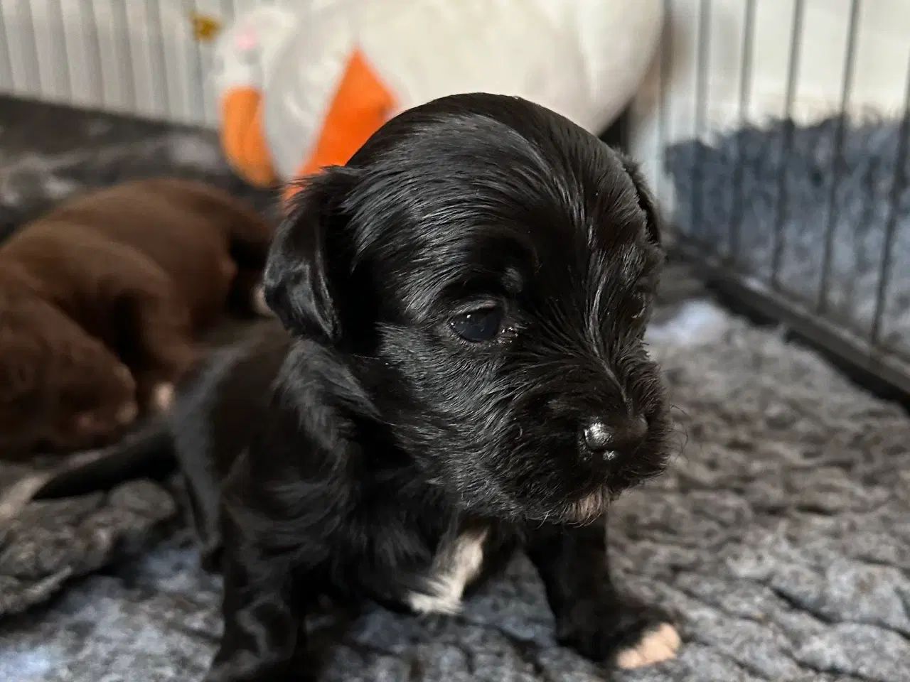 Billede 4 - Bichon Havanais hvalpe