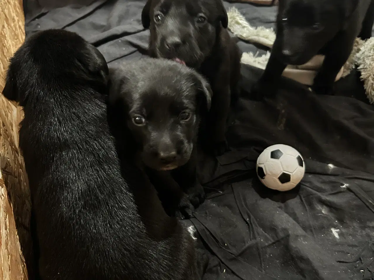 Billede 2 - 3 skønne han hunde 