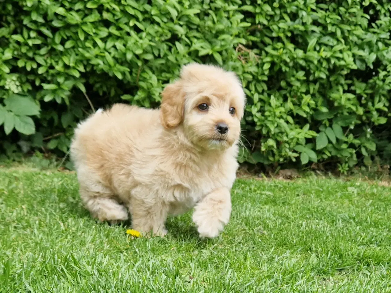 Billede 8 - Havapoo Bamser Puddel & Bichon Havanais