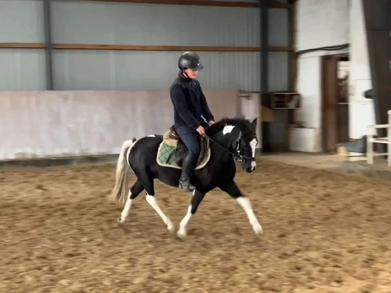 Billede 2 - Sød kat 3 pony