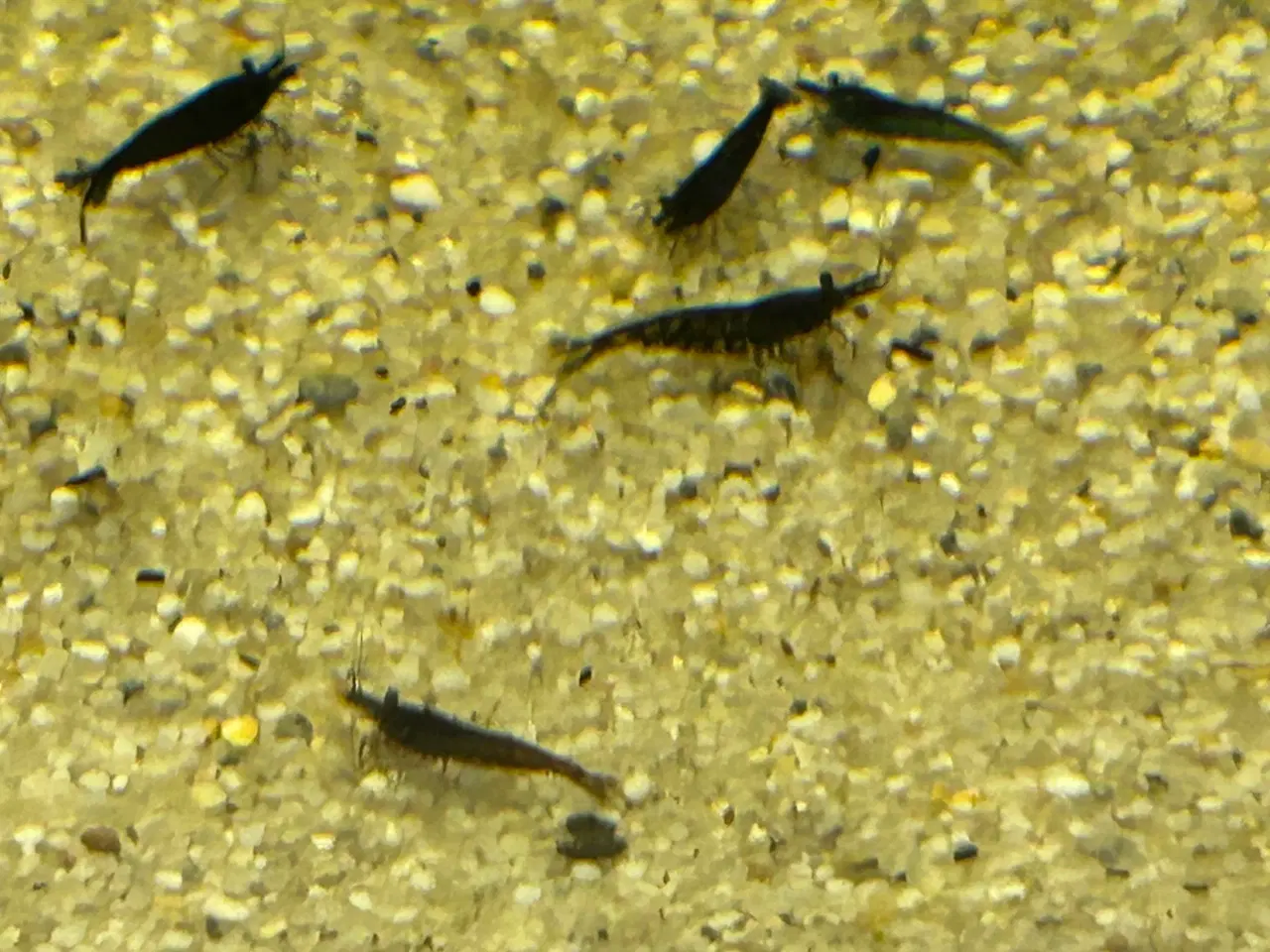 Billede 1 - 🦐🖤 Sort kirsebær reje – dyb sort farve | GLS 