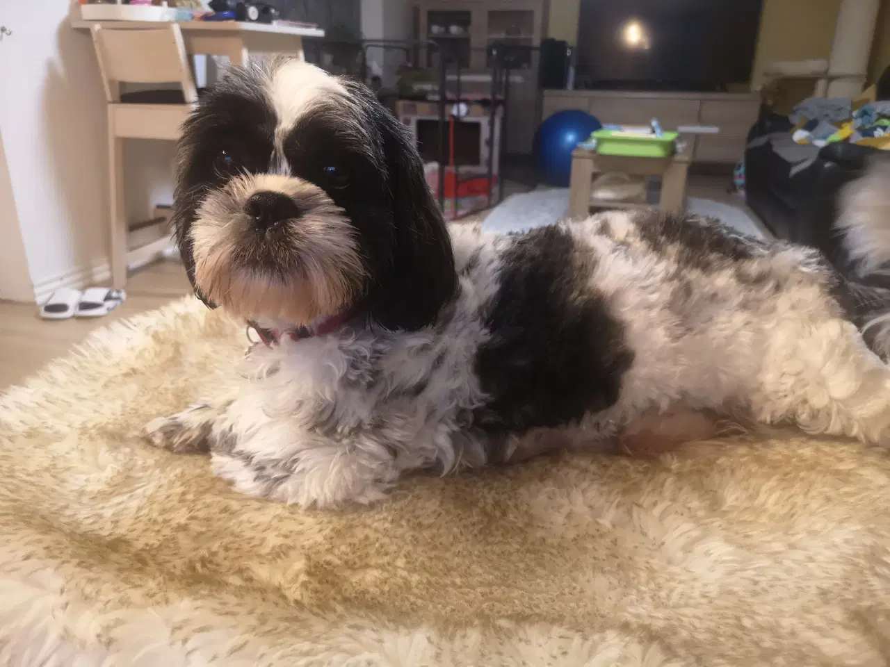 Billede 8 - Shih Tzu hvalpe 