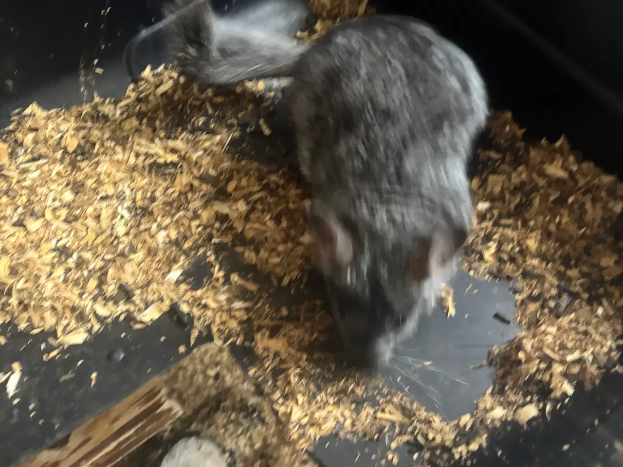 Billede 9 - To drenge chinchilla 