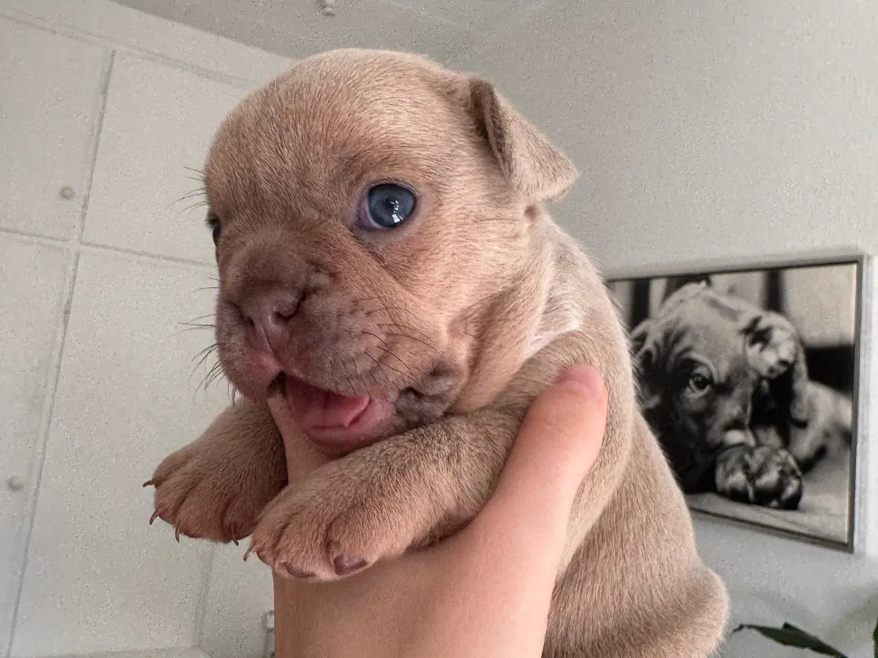 Billede 9 - Fransk bulldog hvalp