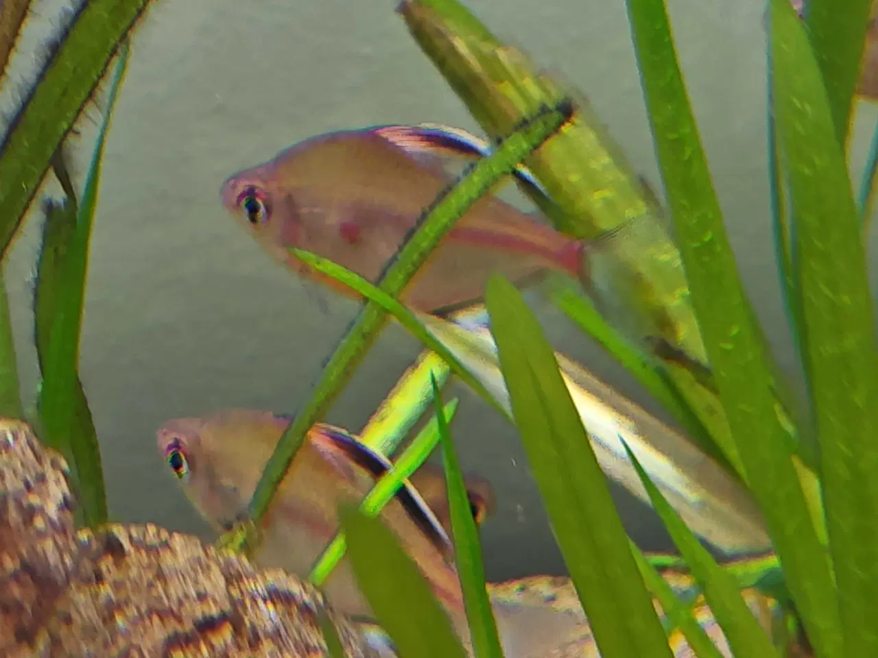 Billede 2 - Blødende Hjerte Tetra