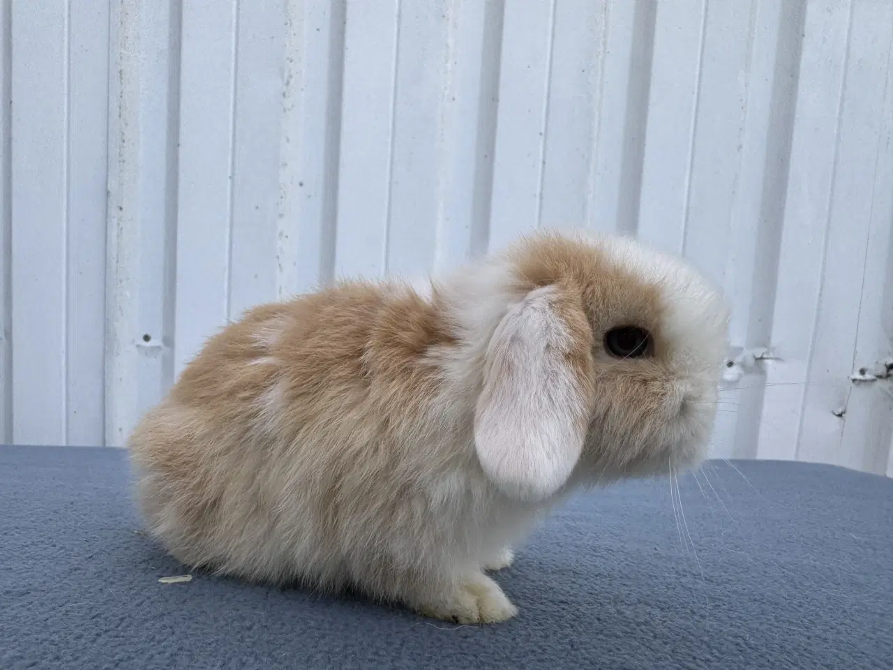 Billede 4 - Mini lop hankanin