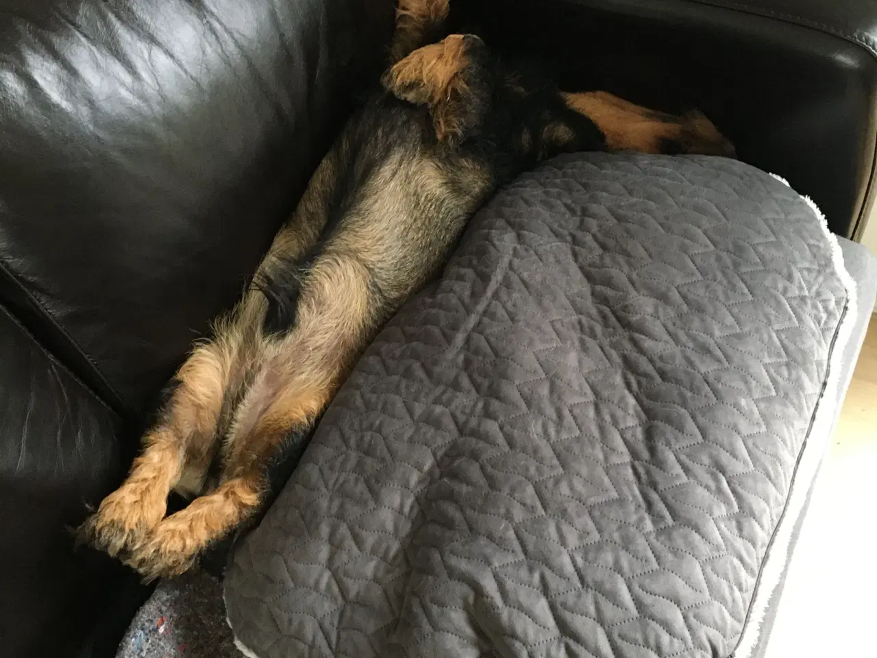 Billede 2 - Ruhåret Gravhund på 4 år