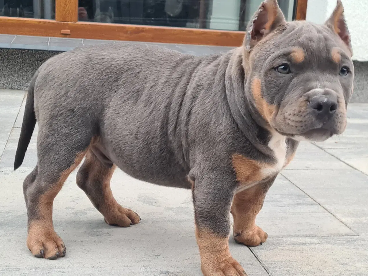 Billede 7 - American Bully Dreng blutricolor