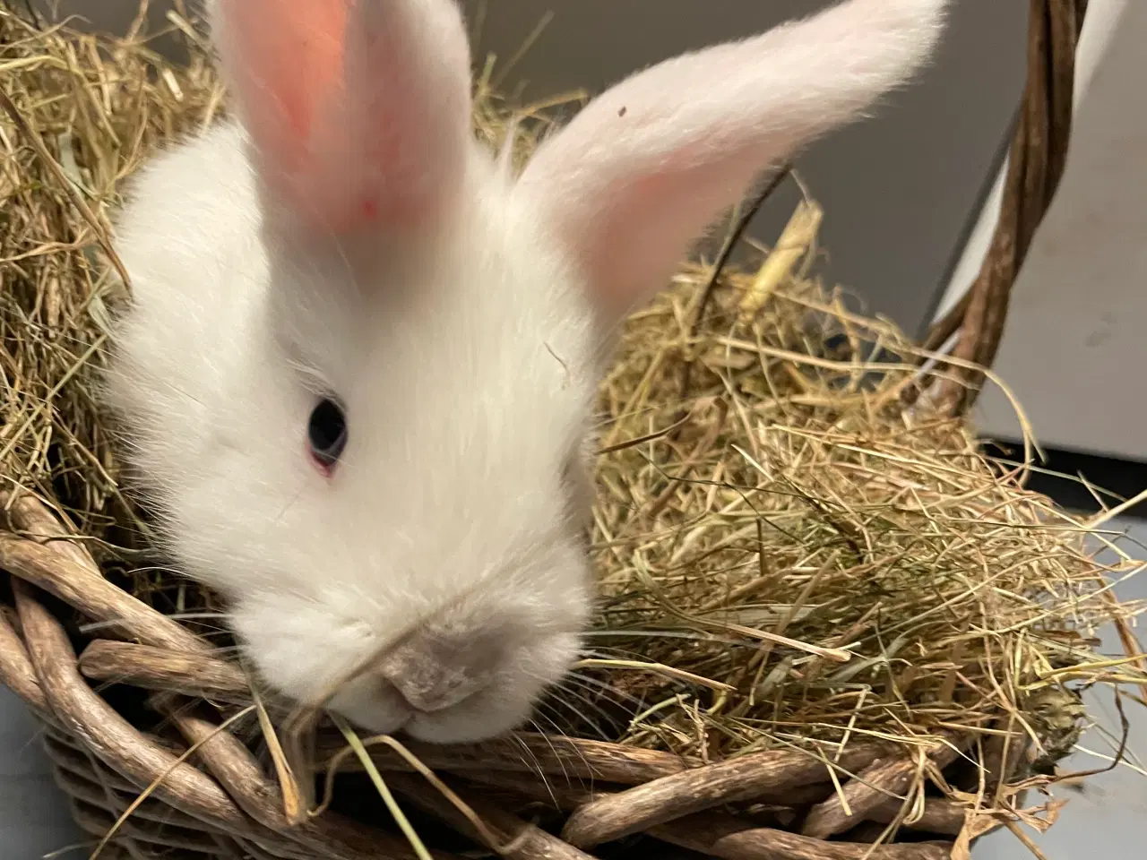Billede 2 - Kaniner 