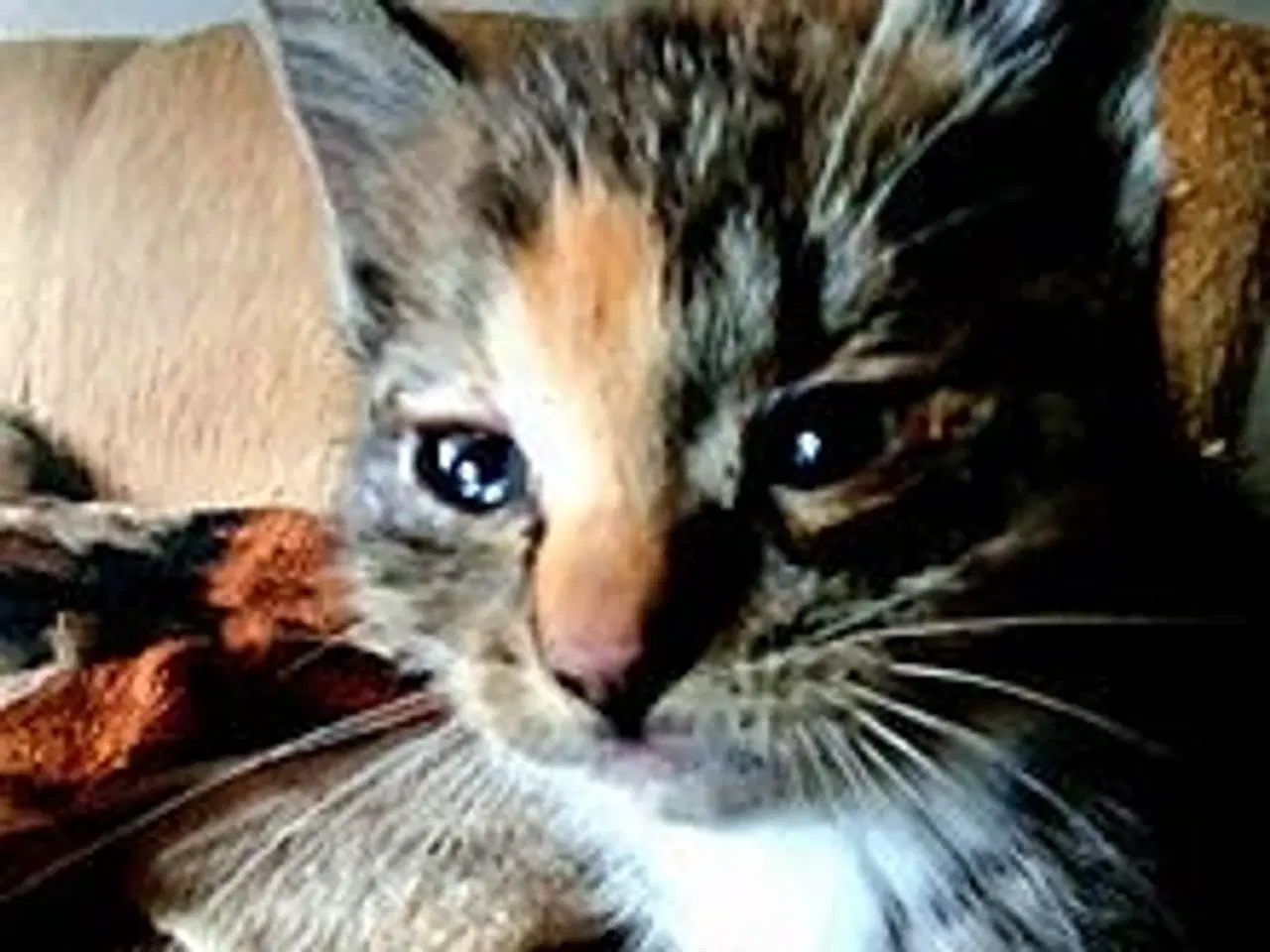 Billede 1 - Dværgkatkillinger.