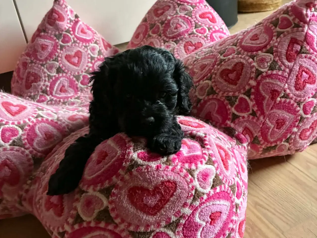 Billede 4 - Cavapoo tævehvalp 6 uger 