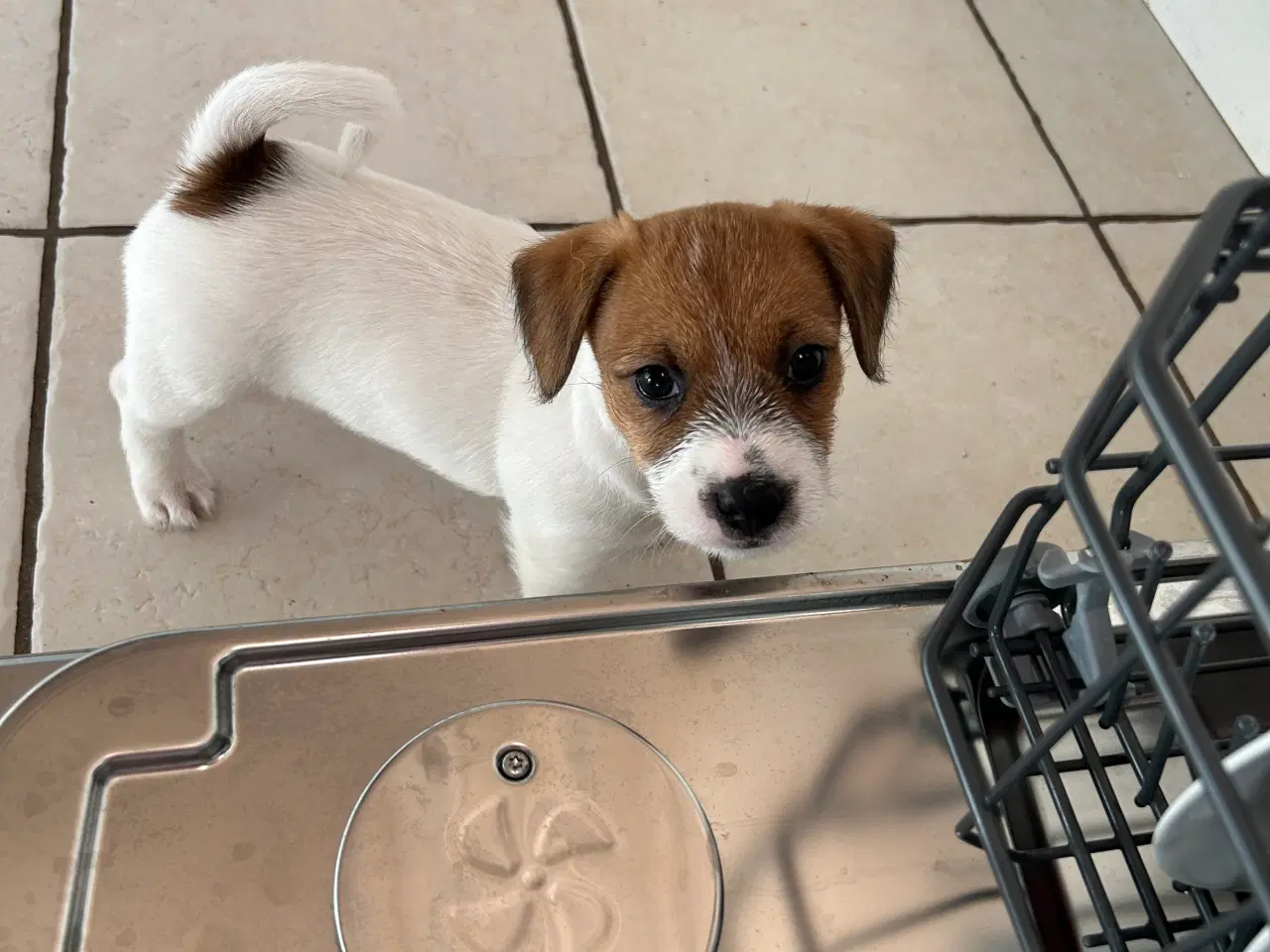 Billede 3 - Jack Russell terrier hvalpe