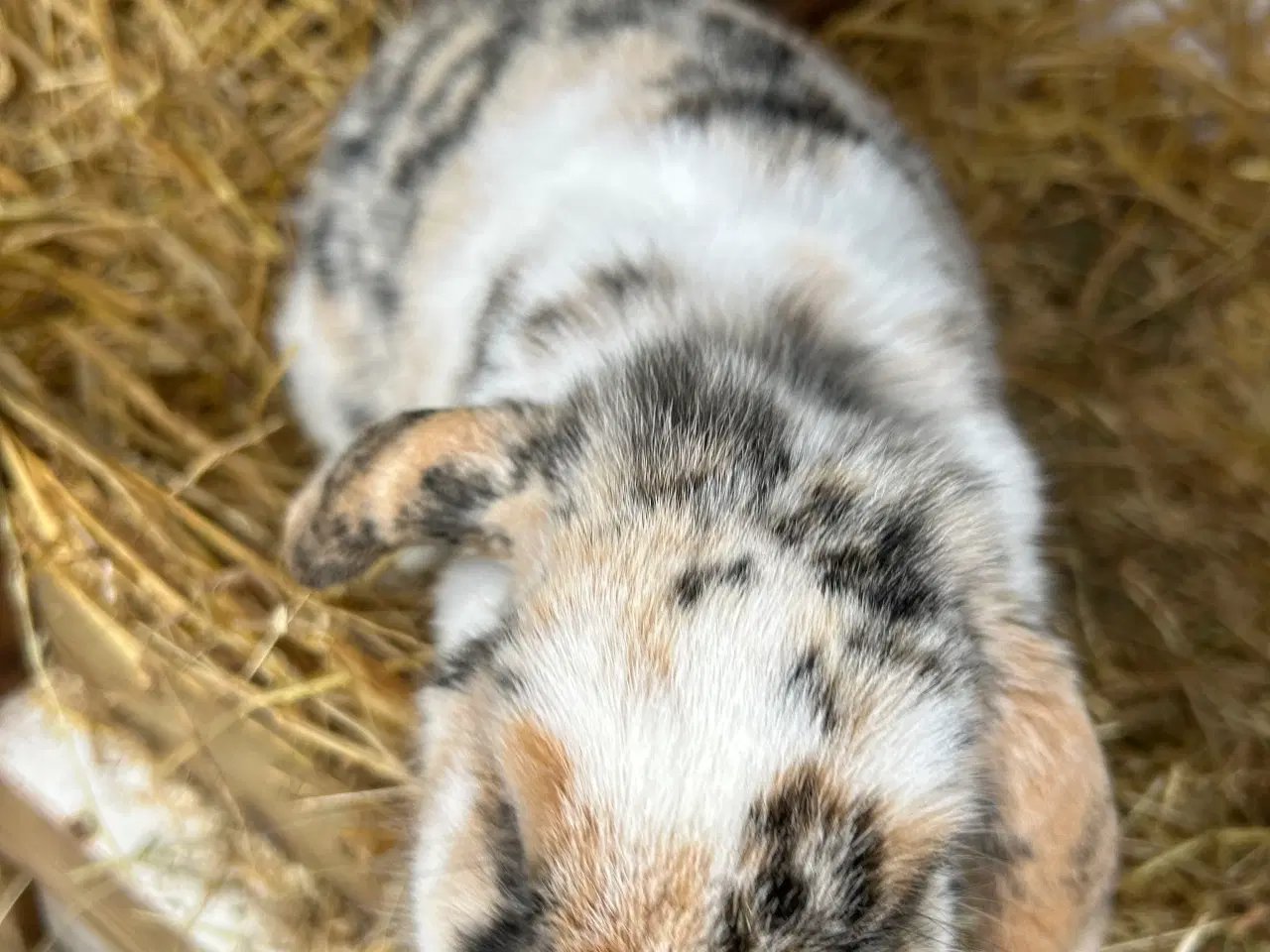 Billede 4 - Dværg Kanin