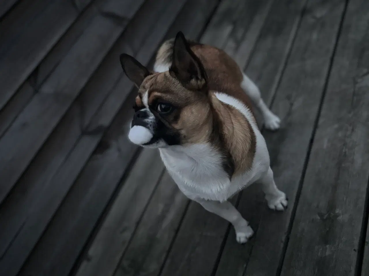 Billede 4 - Dejlig hanhund tilbydes til avl. 