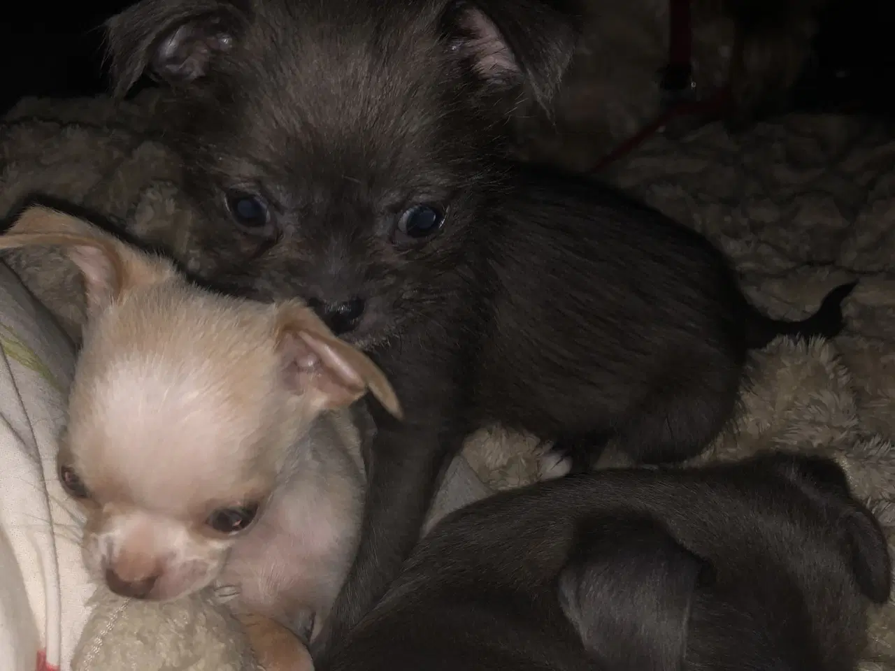 Billede 8 - 75% Chihuahua blanding dreng