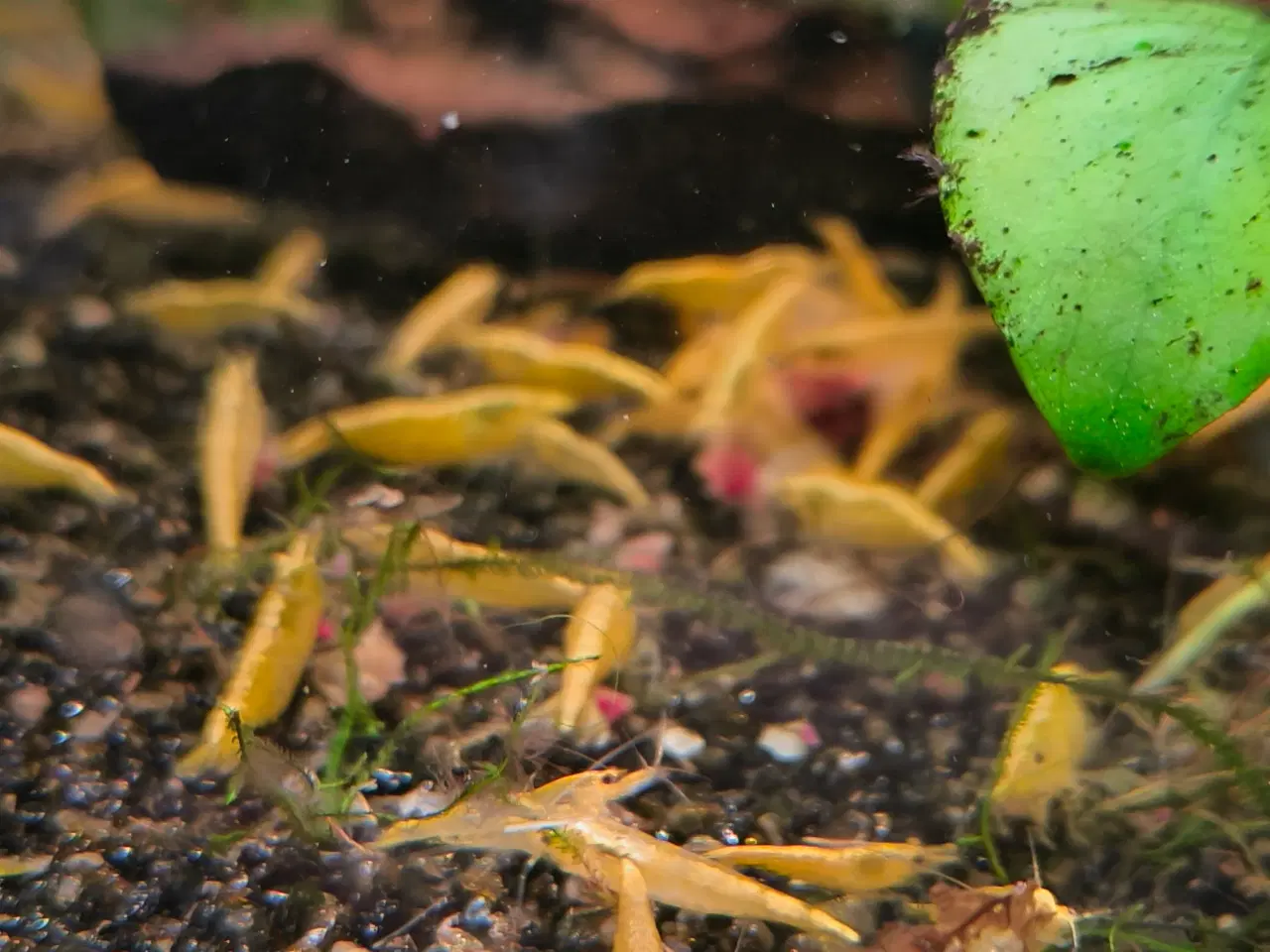 Billede 2 - Neocaridina sp. yellow rejer