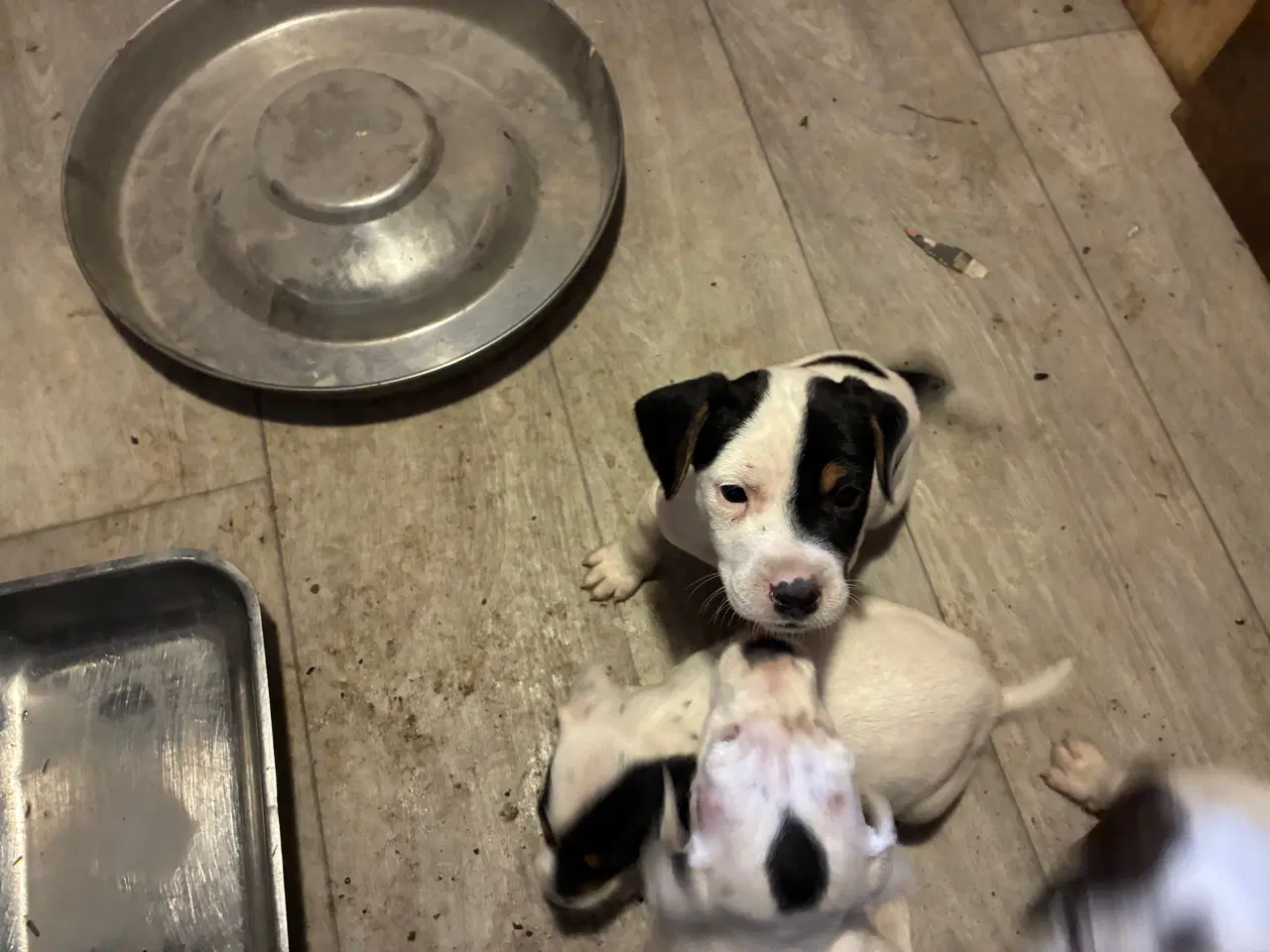 Billede 1 - hundehvalpe dansksvensk gårdhund/skotsk terrier