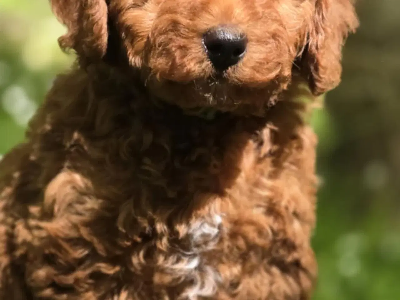 Billede 9 - Cavapoo F1B